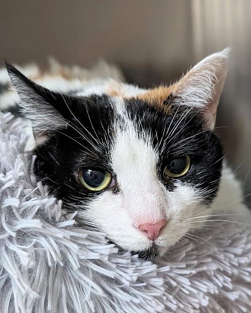 Tortoise shell cat on white rug